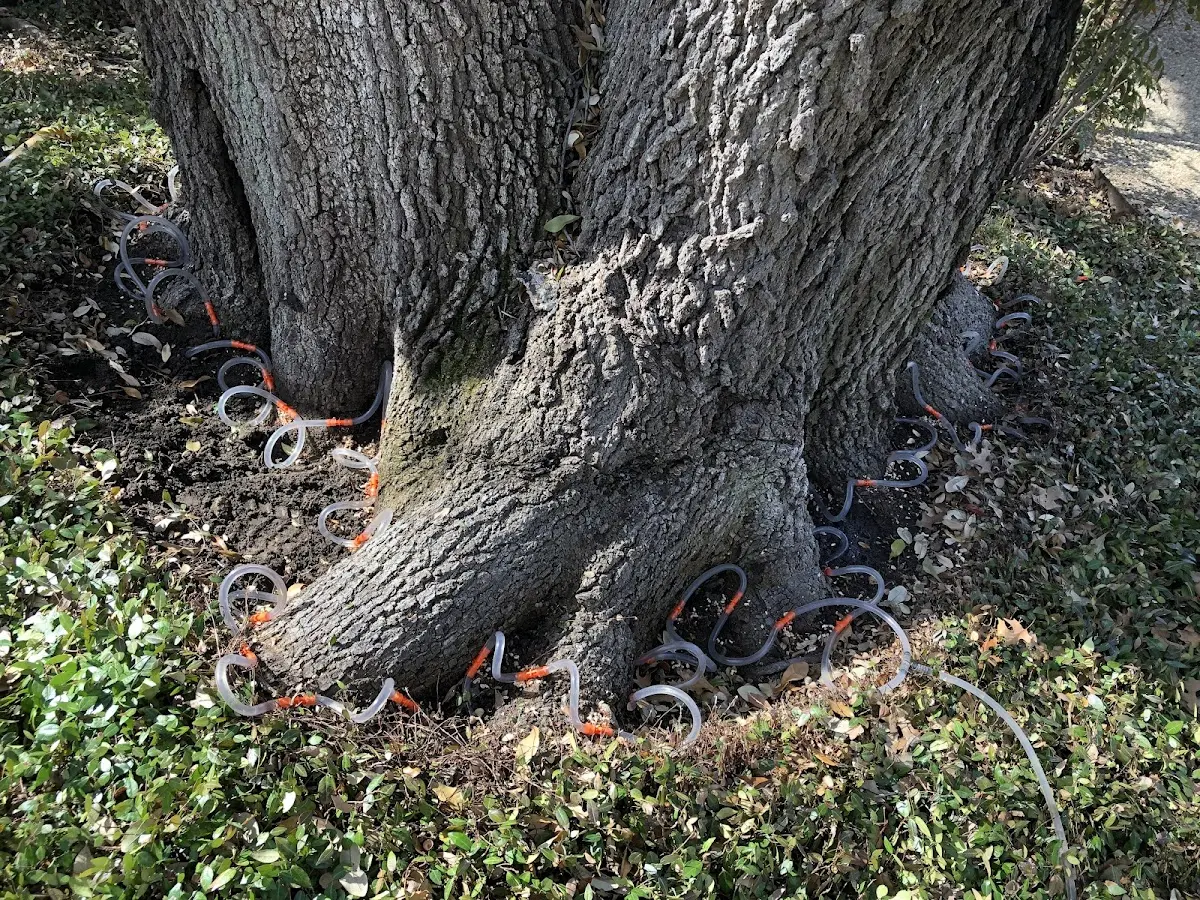 Detailed Tree Cabling and Bracing job site in Rineyville