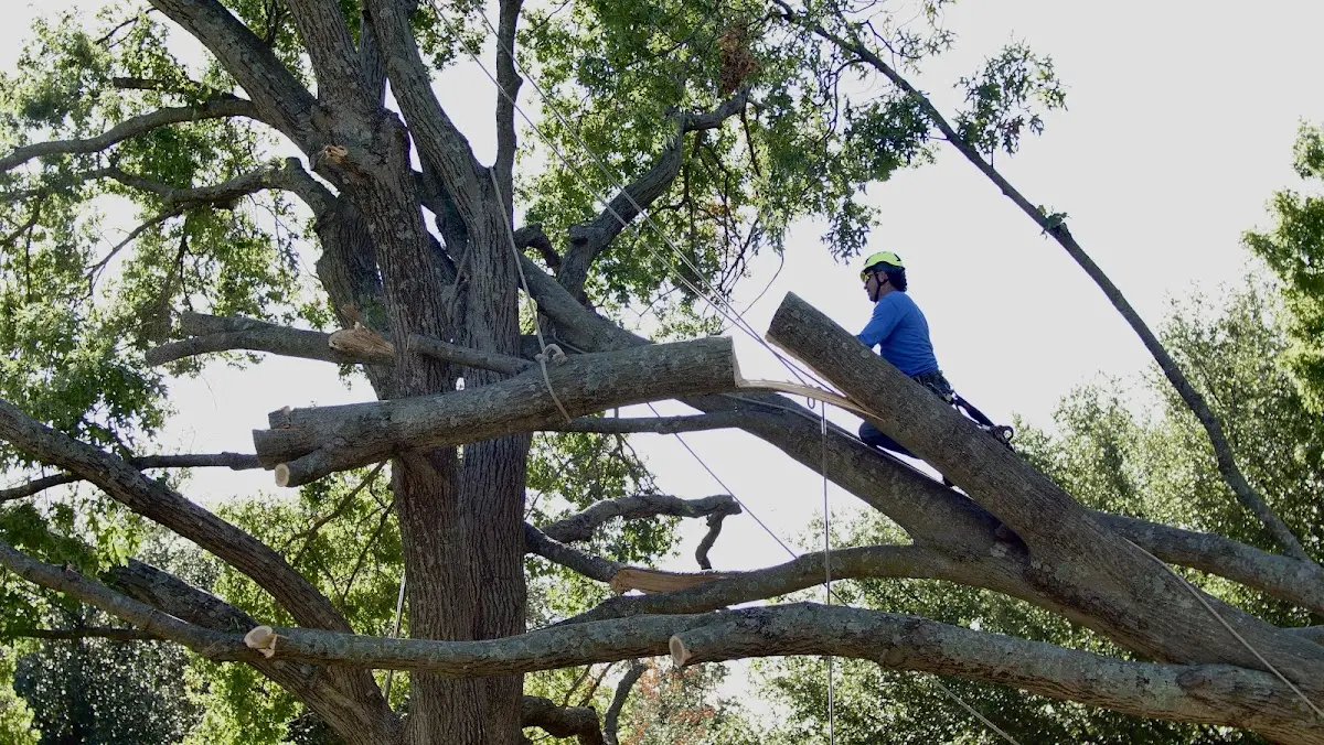Professional Hazardous Tree Removal performed by certified arborists in Rineyville