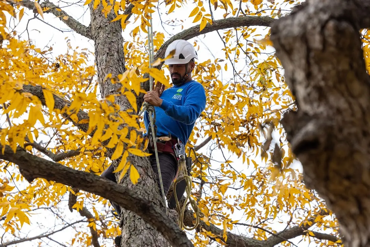 Skilled Tree Pruning crew working in Rineyville