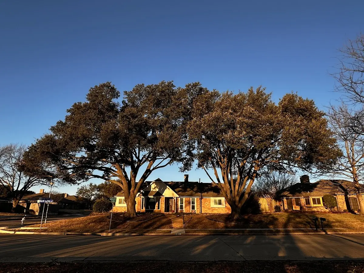 Established residential canopy tree shading a home in Rineyville